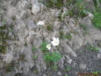 Белый уральский цветок