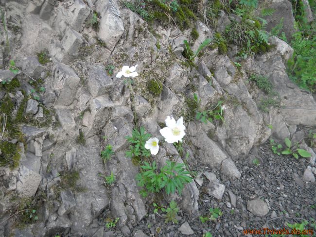 Белый уральский цветок