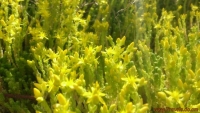 Жёлтый мох